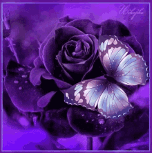 butterfly rose black butterflies purple
