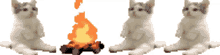 cats at a fire very wholesome none of them died