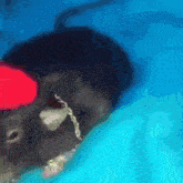 Mister Bombastic Rat GIF