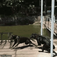 dogs jump doggo dog tricks