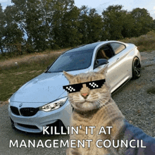 a cat wearing sunglasses stands in front of a white bmw with the caption killin ' it at management council
