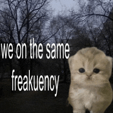 a picture of a kitten with the words " we on the same freakuency " above it