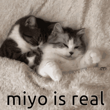 miyo xiyo miyo sleep xiyi kitty