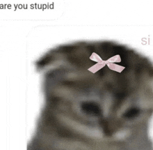 Are You Stupid Cat GIF - Are You Stupid Cat GIFs