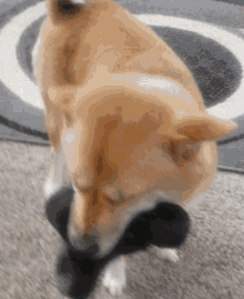 Shiba Inu Cute Dog Doge GIF - Shiba Inu Cute Dog Doge Doggo GIFs
