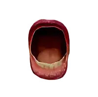 a close up of a person 's mouth with a white background