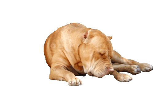 Pitbull Dog Pitbull Sticker - Pitbull Dog Pitbull Dog Stickers