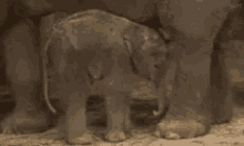 Babyelephant Falling GIF - Babyelephant Falling Asleep GIFs