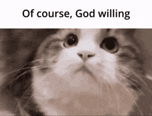 Alba Sera God Willing GIF - Alba Sera God Willing Cat GIFs