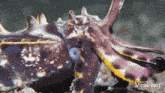 cuttlefish camouflage cuttlefish viralhog cuttlefish disguising blending in