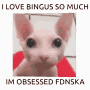 a picture of a cat that says i love bingus so much im obsessed fdnska