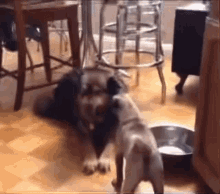 Dog Pug Scares Scared Spins GIF - Dog Pug Scares Scared Spins GIFs