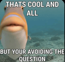 a fish with the words thats cool and all but your avoiding the question