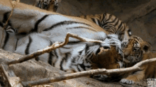 wake up kids tiger cub baby tiger cuddle