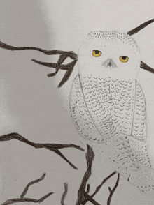 Owl GIF