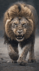 a lion with its mouth open is walking across a dirt field