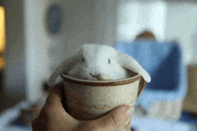 a person is holding a small white rabbit in a mug