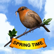 Spring Springtime GIF - Spring Springtime Robin GIFs