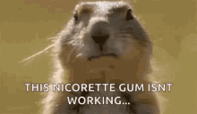Groundhog No GIF - Groundhog No Smoking GIFs
