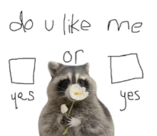 a raccoon is holding a flower in front of a sign that says do u like me or or yes yes