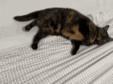 Lazy Cat Sleepy GIF - Lazy Cat Lazy Sleepy GIFs