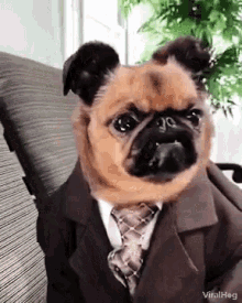 Viralhog Dog GIF - Viralhog Dog Suit Up GIFs
