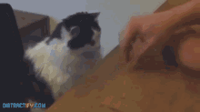 Find It Kitty GIF - Guessing Game Fluffy Games GIFs