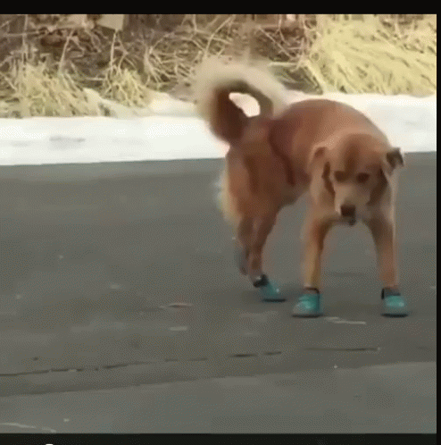 why do dogs walk funny with shoes