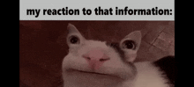 My Reaction To That Information - Belulguga GIF - My Reaction To That Information - Belulguga GIFs