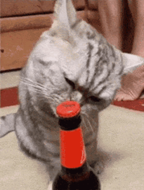 bottle-opener-cat-opener.gif