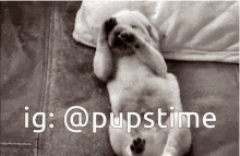 a puppy is laying on its back with the words ig @pupstime behind it