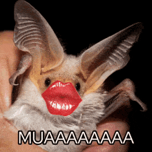 Bat Kiss Mua GIF - Bat Kiss Bat Kiss GIFs