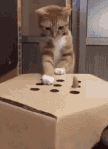 Cat Box GIF - Cat Box Holes GIFs