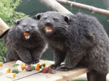 Binturong Bearcat GIF - Binturong Bearcat Cute GIFs