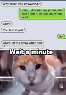 a cat is looking at a text message that says " wait a minute "