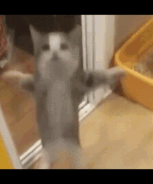 GIF