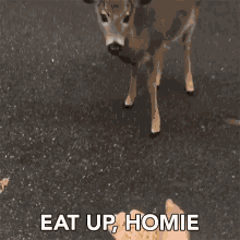 Eat Up Homie Nuts GIF