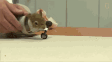 Petting A Squirrel Karamel The Squirrel GIF - Petting A Squirrel Karamel The Squirrel A Squirrels Prosthetic Wheels Are The Key To Recovery GIFs