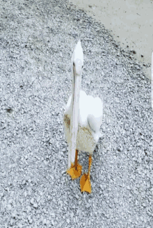 Angry Pelican GIF - Angry Pelican Big GIFs