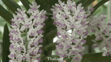 สยาม Flowers GIF - สยาม Flowers ประเทศไทย GIFs