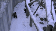 Snow Day! GIF - Red Pandas Playing Snow GIFs