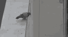 Pidgeon GIF - Pidgeon GIFs