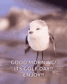 Good Morning Bird Singing GIF - Good Morning Bird Singing GIFs