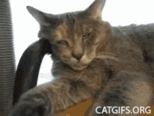 Cat Sleeping GIF - Cat Sleeping Tired GIFs