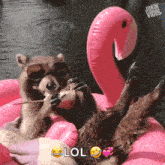 a raccoon wearing sunglasses is sitting on a pink flamingo float and says lol