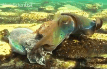 cuttlefish animal