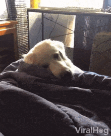 a dog is wrapped in a blanket on a bed with the words viralhog written on the bottom