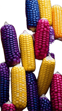 Corn On Cob Colorful Corn On Cob GIF