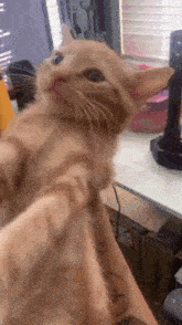 cat screaming meow orange cat kitty