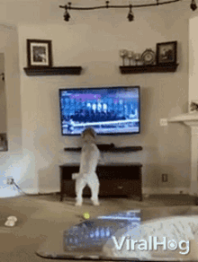 dog viralhog watching tv pet standing